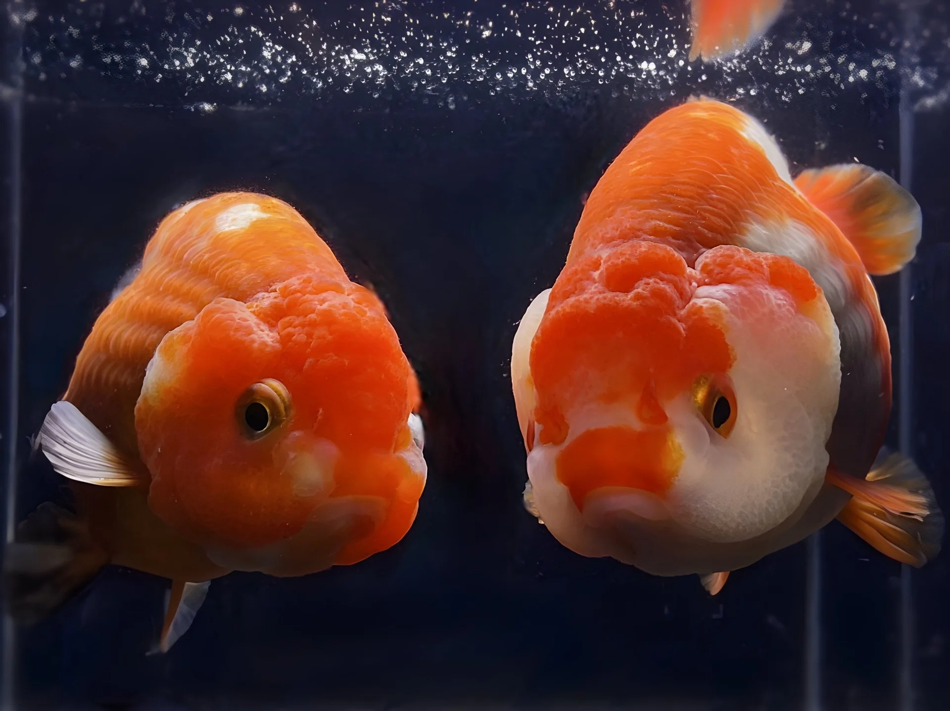 Ranchu Goldfish